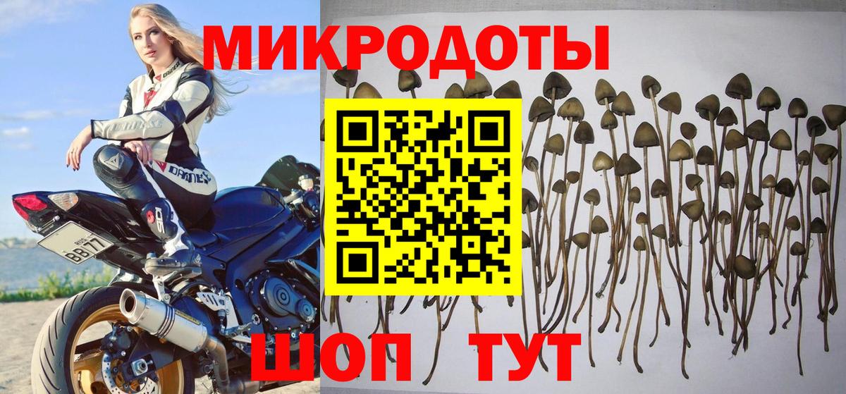 Галлюциногенные грибы Psilocybine cubensis Белореченск
